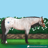 Horse Color:Bay Roan Appaloosa 