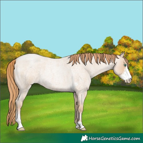 Horse Color:Smoky Blue Roan Pearl Sabino