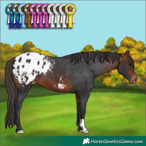 Horse Color:Bay Blanket 