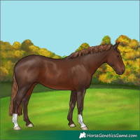 Horse Color:Liver Chestnut 