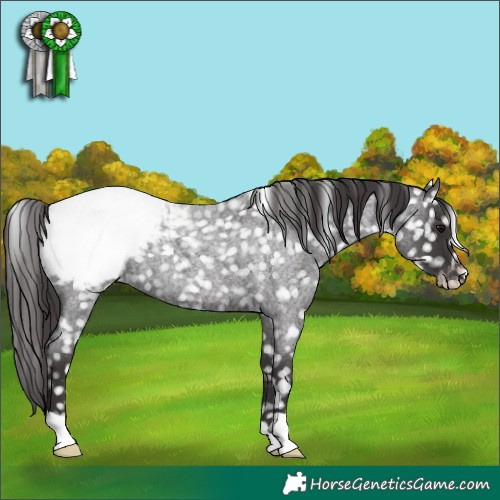 Horse Color:Smoky Blue Roan Appaloosa 
