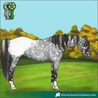 Horse Color:Smoky Blue Roan Appaloosa 