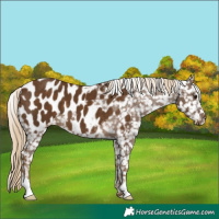 Horse Color:Chocolate Palomino Appaloosa
