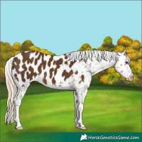 Horse Color:Chocolate Palomino Appaloosa