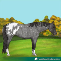 Horse Color:Smoky Blue Roan Appaloosa 
