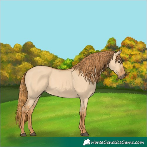 Horse Color:Red Dun 