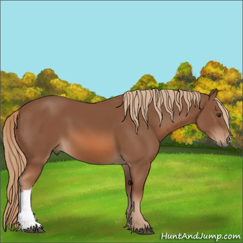 Horse Color:Unknown 