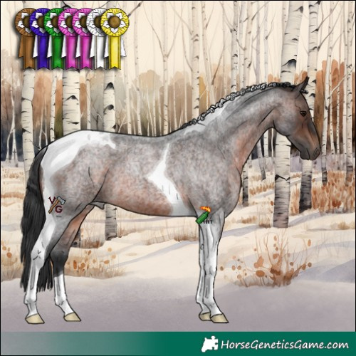 Horse Color:Brown Roan Tobiano