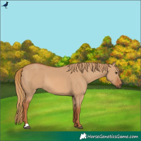 Horse Color:Red Dun