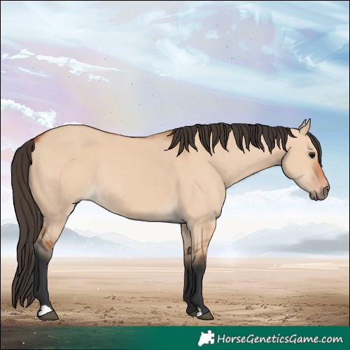 Horse Color:Bay Dun