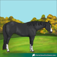 Horse Color:Black 