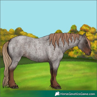 Horse Color:Liver Red Roan Rabicano 