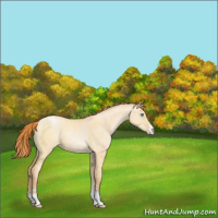 Horse Color:Buckskin Pearl Dun Sabino 