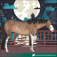 Horse Color:Brown Dun Sabino Rabicano 