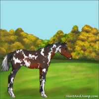 Horse Color:White Spotted Brown Sabino 