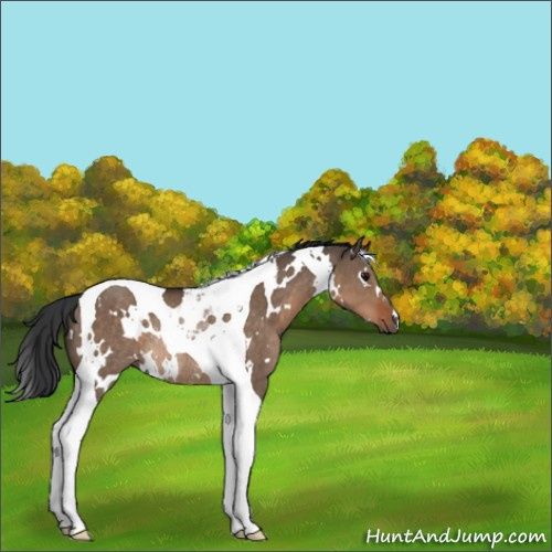 Horse Color:White Spotted Brown Dun Tobiano Rabicano 