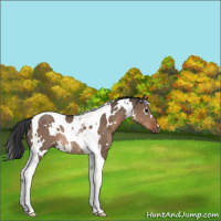 Horse Color:White Spotted Brown Dun Tobiano Rabicano