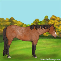 Horse Color:Buckskin 