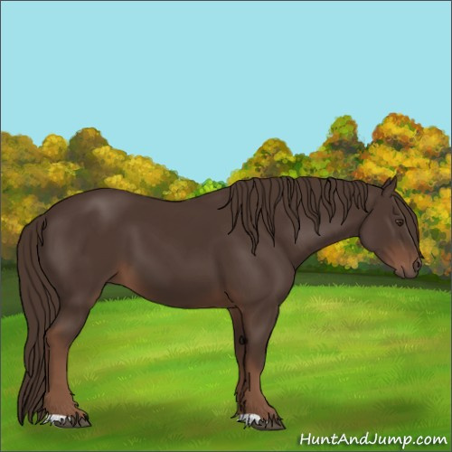Horse Color:Liver Chestnut 