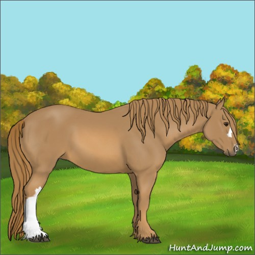 Horse Color:Chestnut 