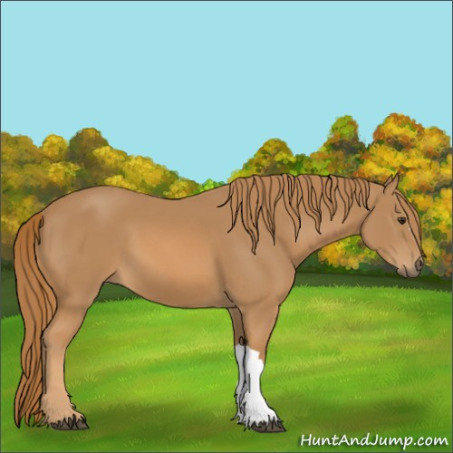Horse Color:Chestnut 