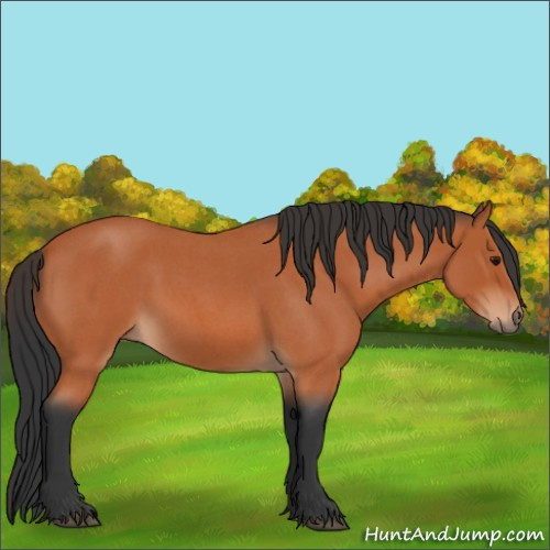 Horse Color:Bay Roan 