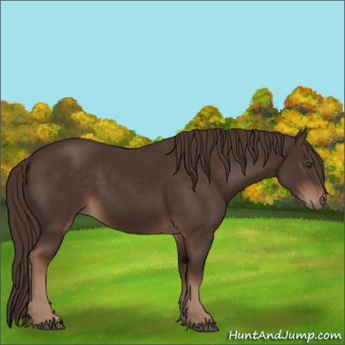 Horse Color:Liver Chestnut 
