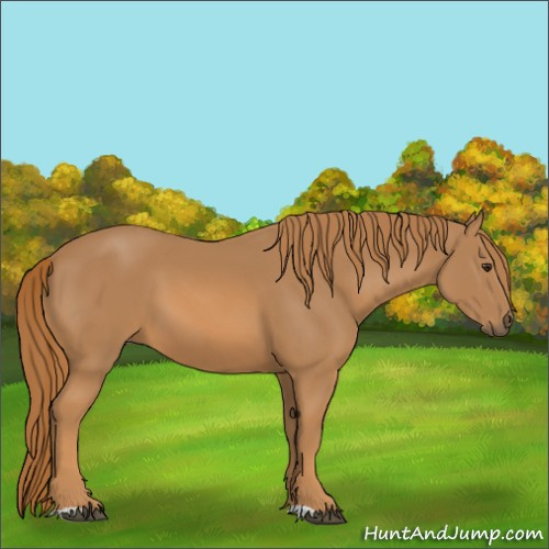 Horse Color:Chestnut 