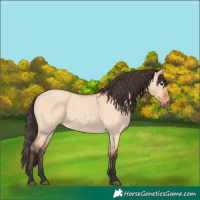 Horse Color:Bay Roan Dun 