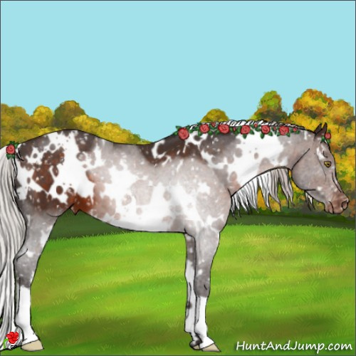 Horse Color:White Spotted Silver Brown Appaloosa