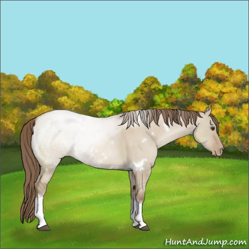 Horse Color:White Spotted Grullo Pearl Tobiano Rabicano