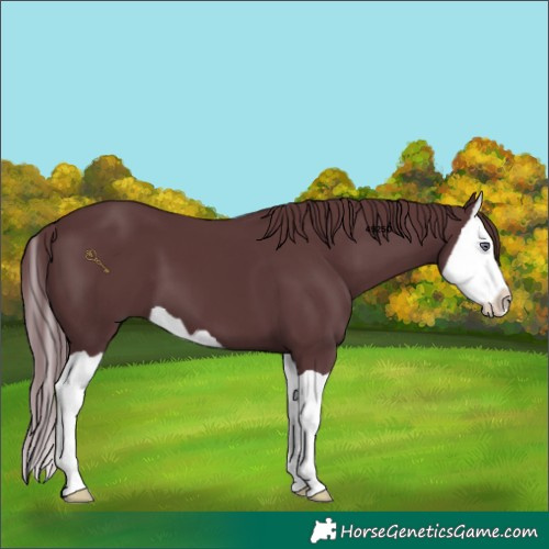 Horse Color:Chocolate Black Chinchilla Splash 