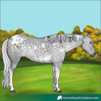Horse Color:White Spotted Silver Grullo Chinchilla Tobiano 