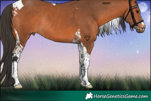 Horse Color:Bay Tobiano Rabicano 