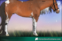 Horse Color:Bay Tobiano Rabicano 