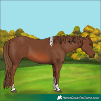Horse Color:Chestnut Tobiano 