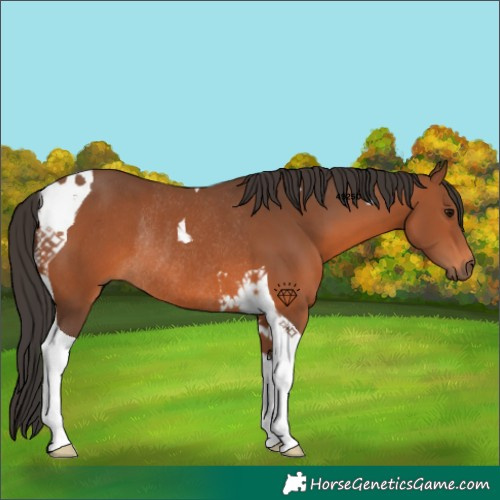 Horse Color:Bay Tobiano Rabicano 