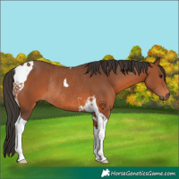Horse Color:Bay Tobiano Rabicano 