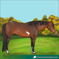 Horse Color:Bay Tobiano 