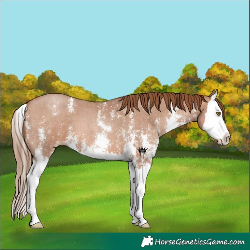 Horse Color:Brown Pearl Sabino Splash 