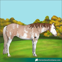 Horse Color:Brown Pearl Sabino Splash 