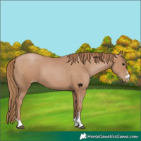 Horse Color:Black Pearl