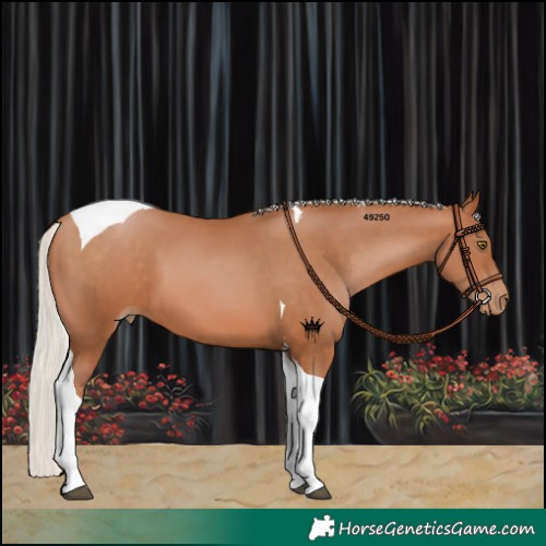 Horse Color:Silver Brown Pearl Tobiano