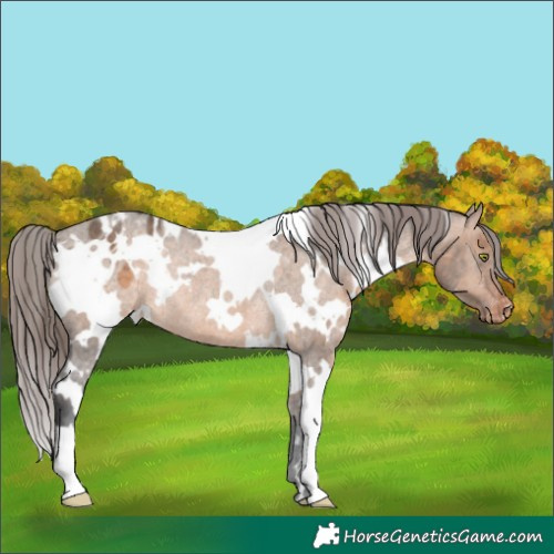 Horse Color:White Spotted Brown Dun Appaloosa Rabicano 