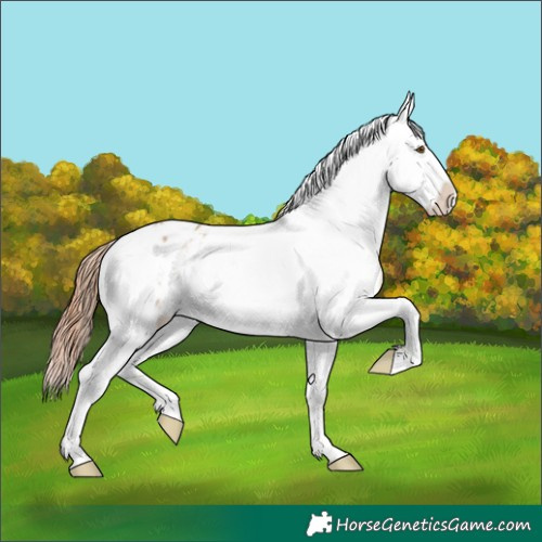 Horse Color:Classic Champagne Dun Appaloosa