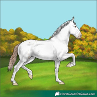 Horse Color:Classic Champagne Dun Appaloosa 