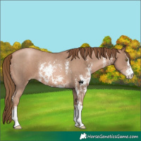 Horse Color:Liver Chestnut Pearl Sabino Rabicano 