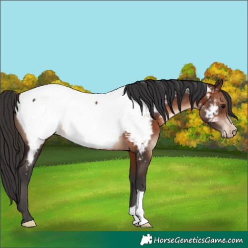 Horse Color:Brown Appaloosa 