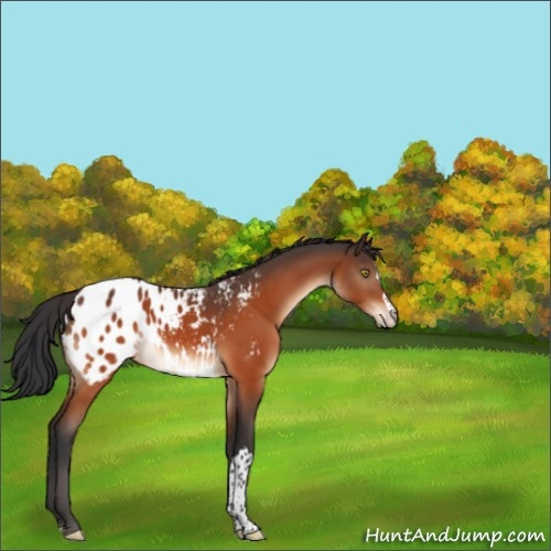 Horse Color:Brown Appaloosa