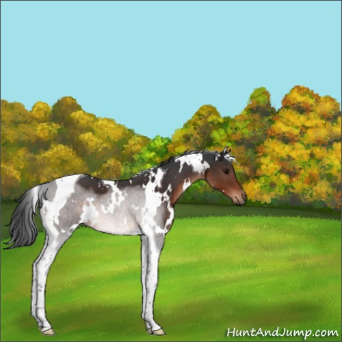 Horse Color:White Spotted Brown Tobiano 